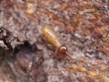 タカサゴシロアリの兵蟻