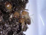 タイワンシロアリの職蟻