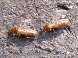 タカサゴシロアリの職蟻