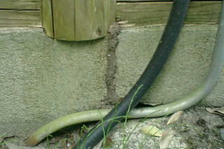 クロアリの蟻道