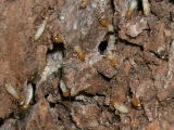 イエシロアリの兵蟻