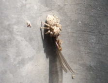 羽アリを食べるクモ